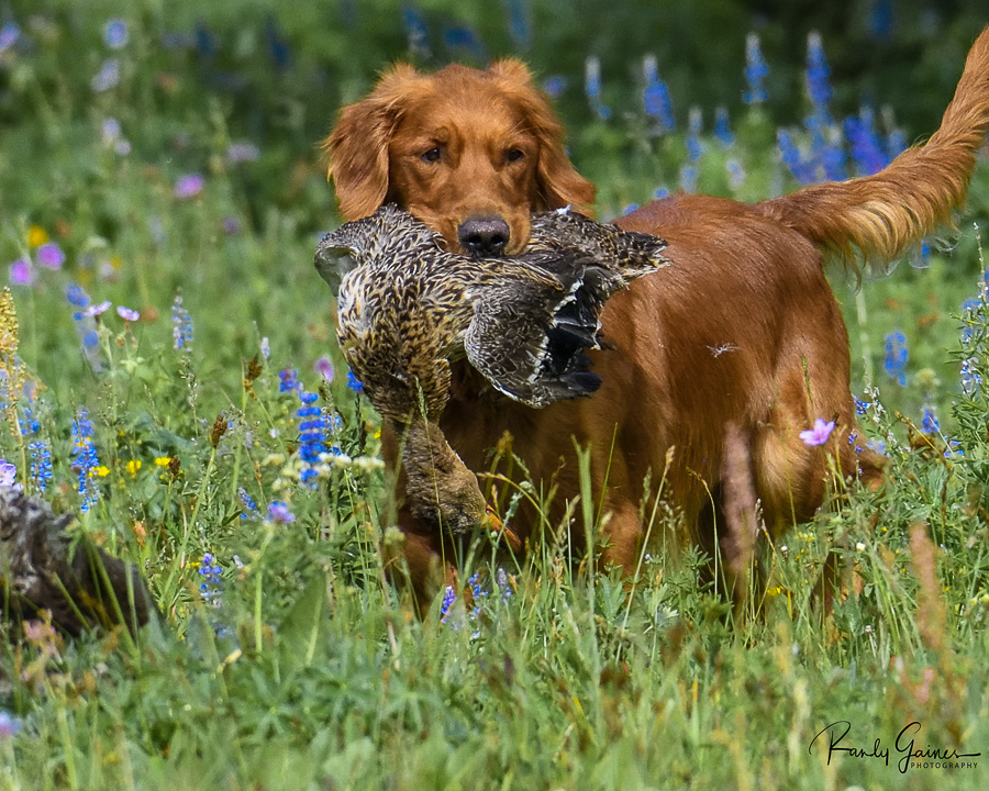 DSC_8310_00031-1625692625913-6